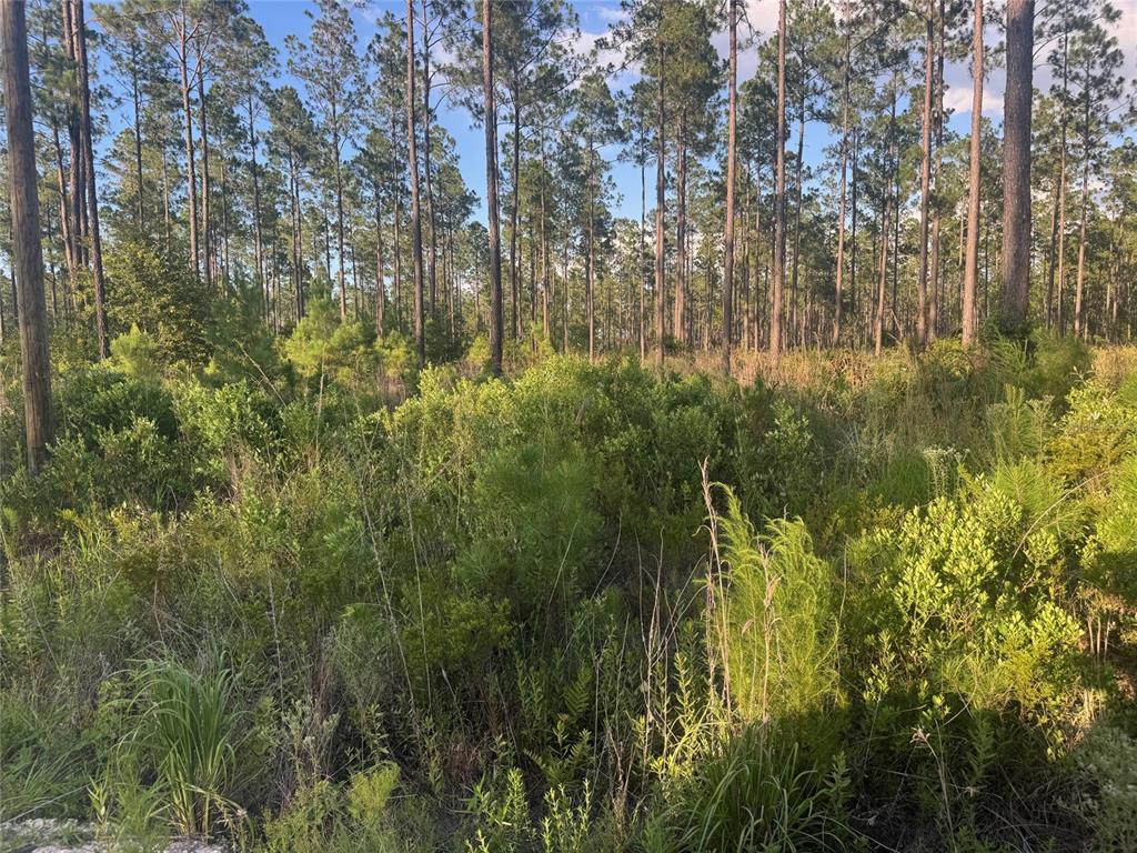 A dense, wooded lot with tall pine trees and thick underbrush under a blue sky — TBD NW CR 235, LAKE BUTLER, FL