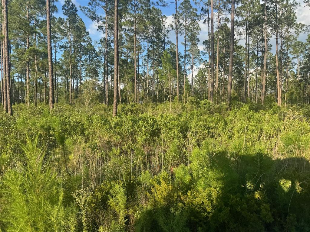 A dense forest with tall pine trees and thick green undergrowth under a blue sky — TBD NW CR 235, LAKE BUTLER, FL