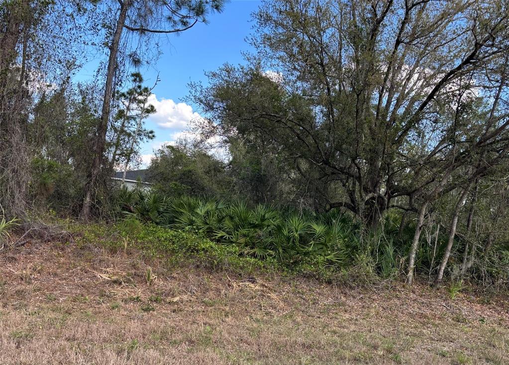 A view of a wooded lot with dense vegetation and tall trees under a blue sky — 74 BALDUR DRIVE, PORT CHARLOTTE, FL