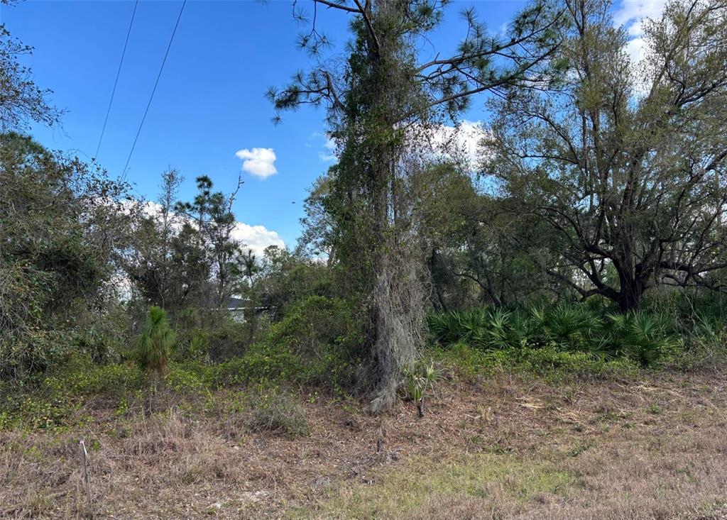 A wooded lot with dense vegetation, tall trees, and a glimpse of a distant house — 74 BALDUR DRIVE, PORT CHARLOTTE, FL