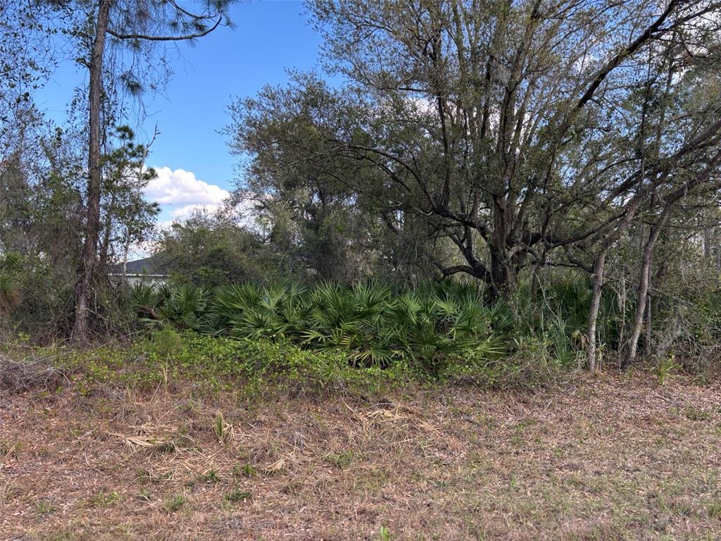 A wooded lot features dense palmetto bushes and tall trees under a blue sky — 74 BALDUR DRIVE, PORT CHARLOTTE, FL