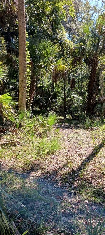 A wooded lot features tall palm trees and dense vegetation under a bright, sunny sky — 9302 W TALL PINES COURT, CRYSTAL RIVER, FL