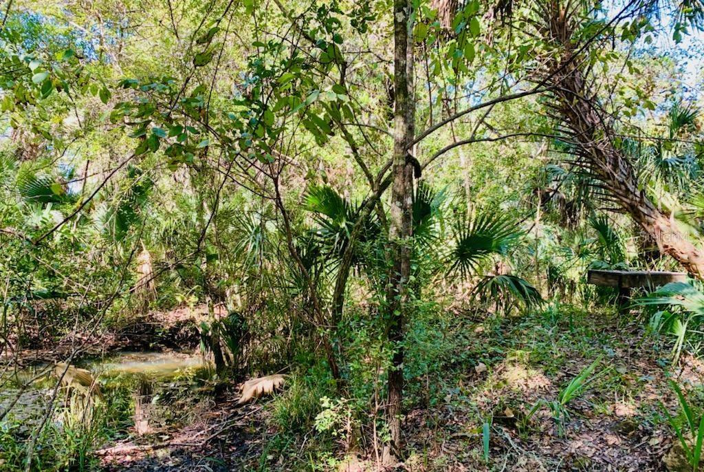 A wooded area features a small stream and a wooden platform structure among the trees — 9302 W TALL PINES COURT, CRYSTAL RIVER, FL