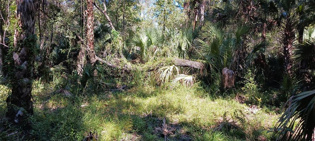 A dense, wooded area with various trees, palm fronds, and overgrown vegetation — 9302 W TALL PINES COURT, CRYSTAL RIVER, FL