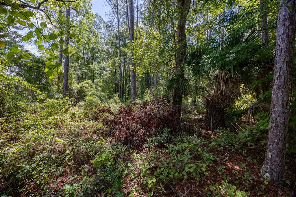 A wooded lot with dense undergrowth, tall pine trees, and a large palmetto plant — 0 SE HAWTHORNE ROAD, HAWTHORNE, FL