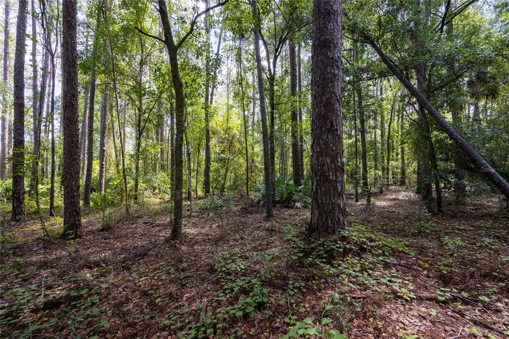 A dense forest with tall pine trees and low-lying green vegetation covers the ground — 0 SE HAWTHORNE ROAD, HAWTHORNE, FL