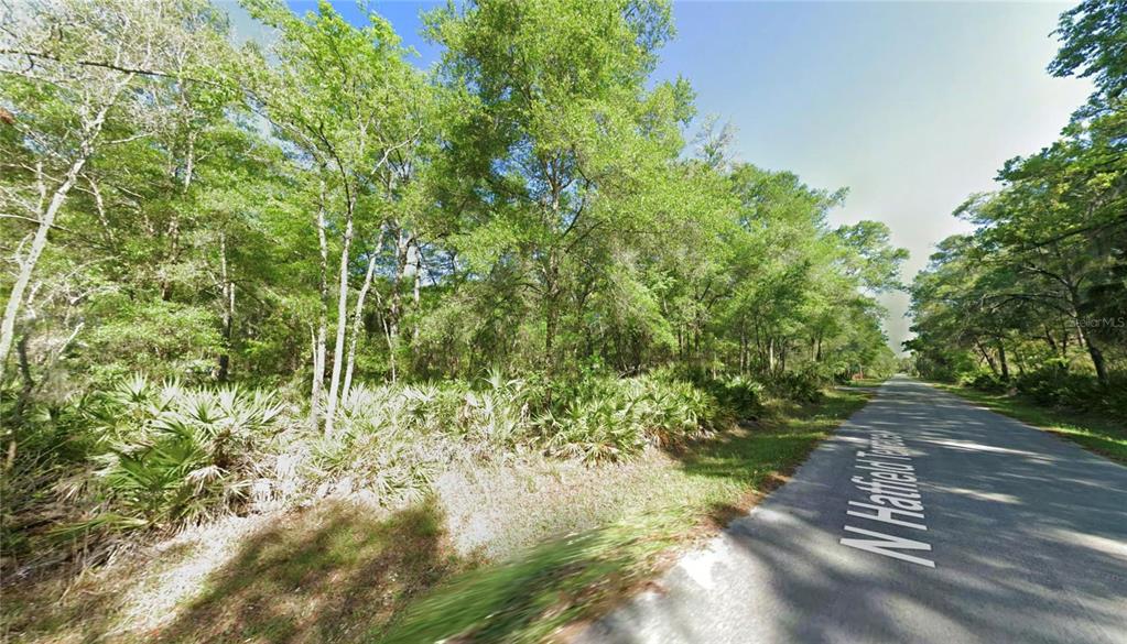 A paved road runs alongside a wooded lot filled with trees and palmetto bushes — 9565 W TENNESSEE LANE, CRYSTAL RIVER, FL