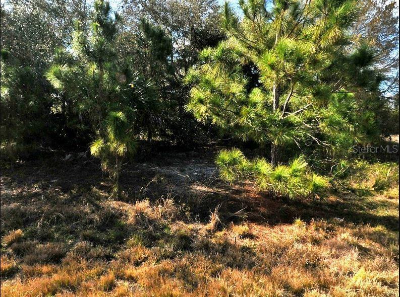 A wooded lot features pine trees and dry grass under a clear blue sky — HOPE COURT, NORTH PORT, FL