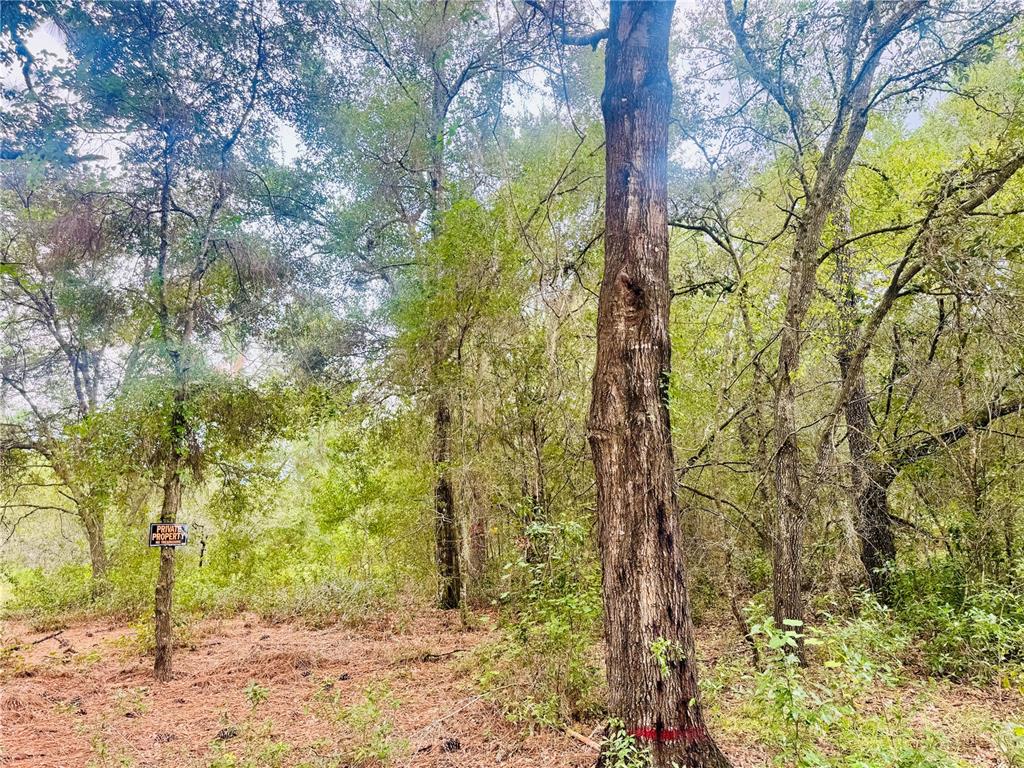 A wooded lot features a large tree with a red mark and a private property sign — 2203 ADAMS STREET, INVERNESS, FL