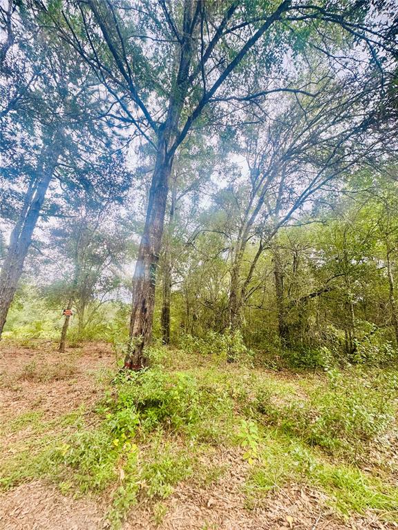 A wooded lot with tall trees and low-lying vegetation under a bright sky — 2203 ADAMS STREET, INVERNESS, FL