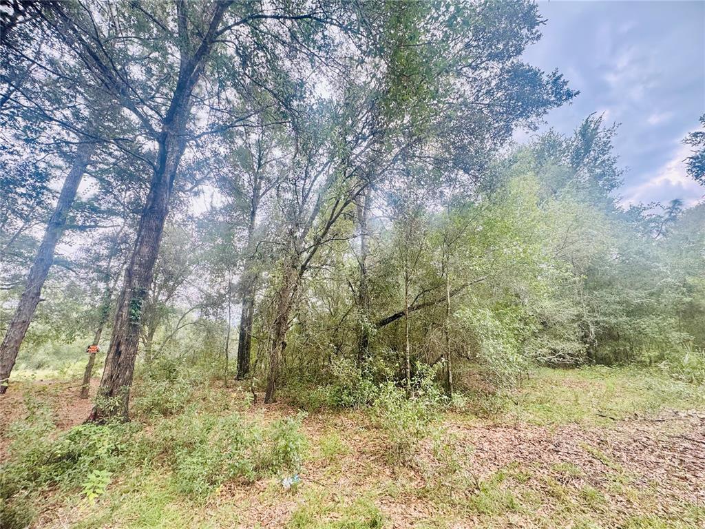 A wooded lot with tall trees and dense undergrowth under a cloudy sky — 2203 ADAMS STREET, INVERNESS, FL