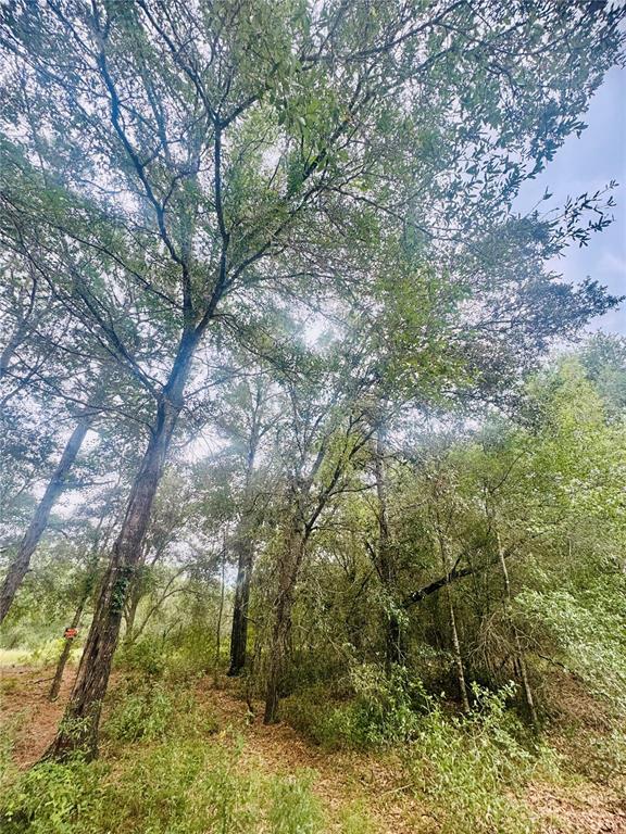 A view of a wooded lot featuring tall trees and dense undergrowth — 2203 ADAMS STREET, INVERNESS, FL