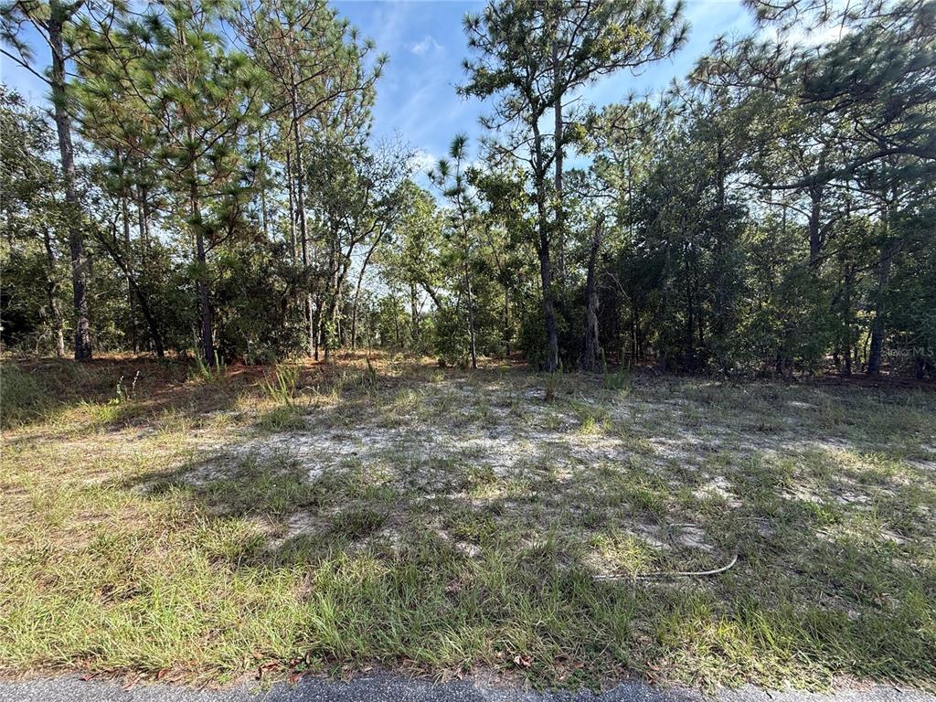 A vacant, grassy, and sandy lot is surrounded by tall pine trees — 9339 N MILAM WAY, CITRUS SPRINGS, FL