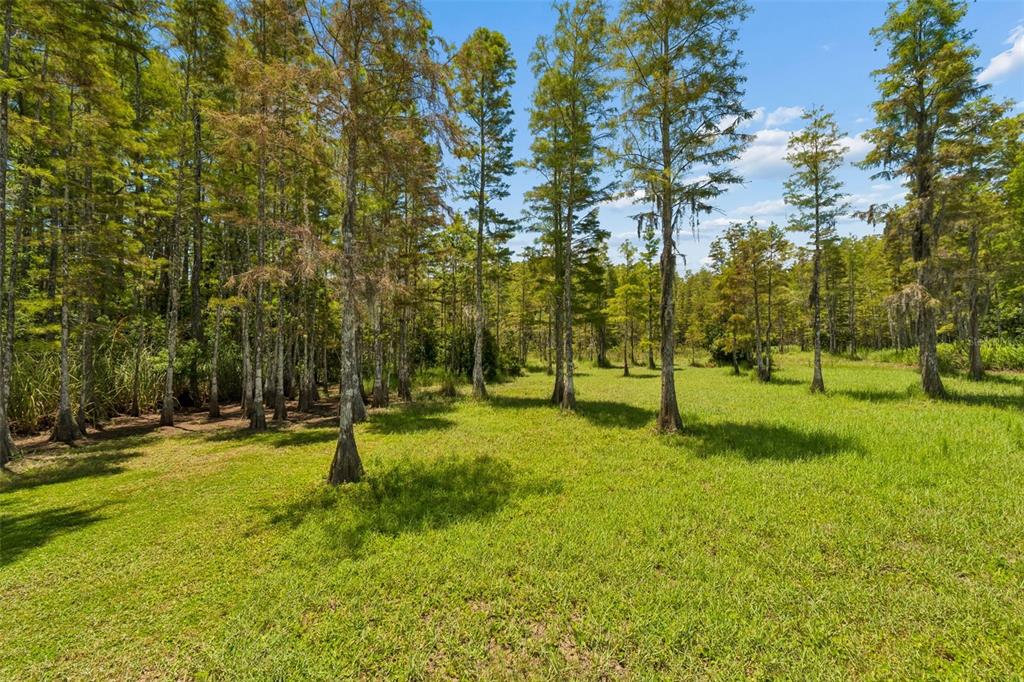 A grassy field is bordered by a dense forest of tall cypress trees under a sky — 2154 GROUND SQUIRREL DRIVE, NEW PORT RICHEY, FL