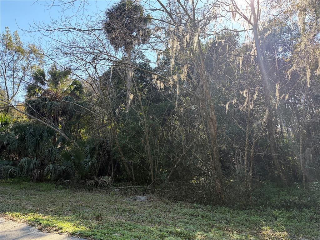 A wooded lot with palm trees and Spanish moss viewed from a paved road — Lot 15 QUEBEC AVENUE, DE LEON SPRINGS, FL