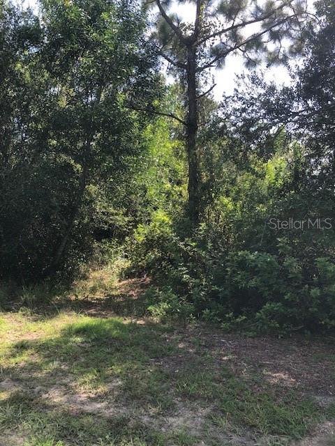 A view of a wooded lot with dense trees and ground vegetation — 13358 CAPPY TERRACE, PUNTA GORDA, FL