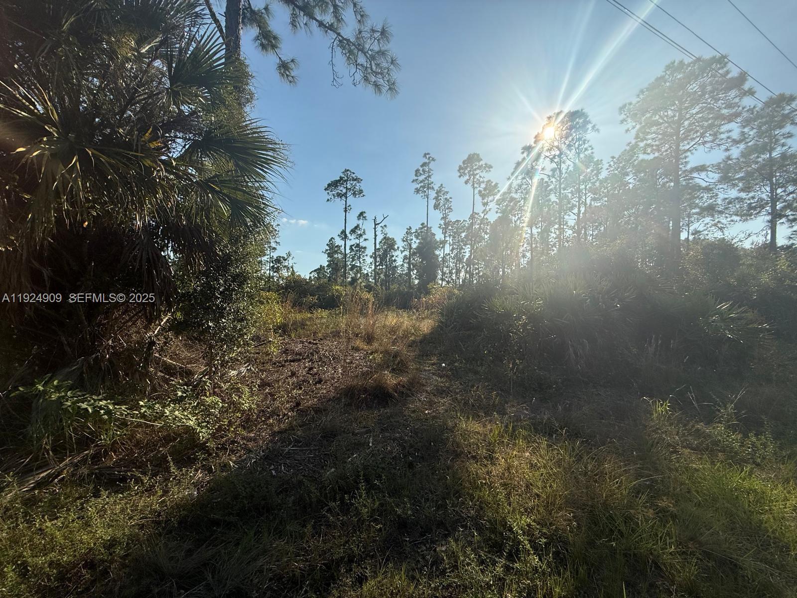 A sunlit, undeveloped wooded lot features tall pine trees and native Florida vegetation — 1088/1090 Ainsworth ST E, Lehigh Acres FL 33974, LEHIGH ACRES, FL