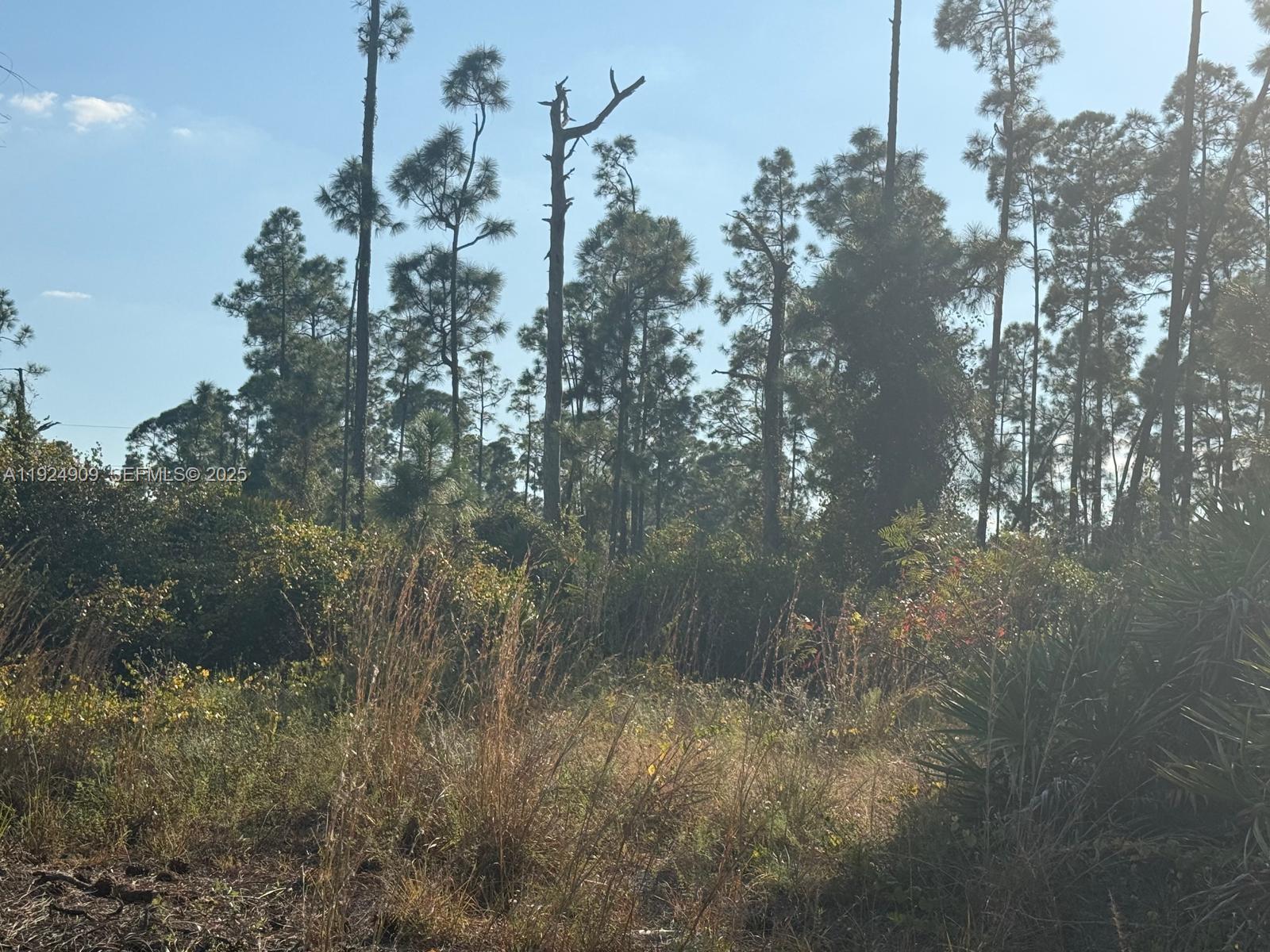 A view of a wooded lot with tall pine trees and native Florida vegetation — 1088/1090 Ainsworth ST E, Lehigh Acres FL 33974, LEHIGH ACRES, FL