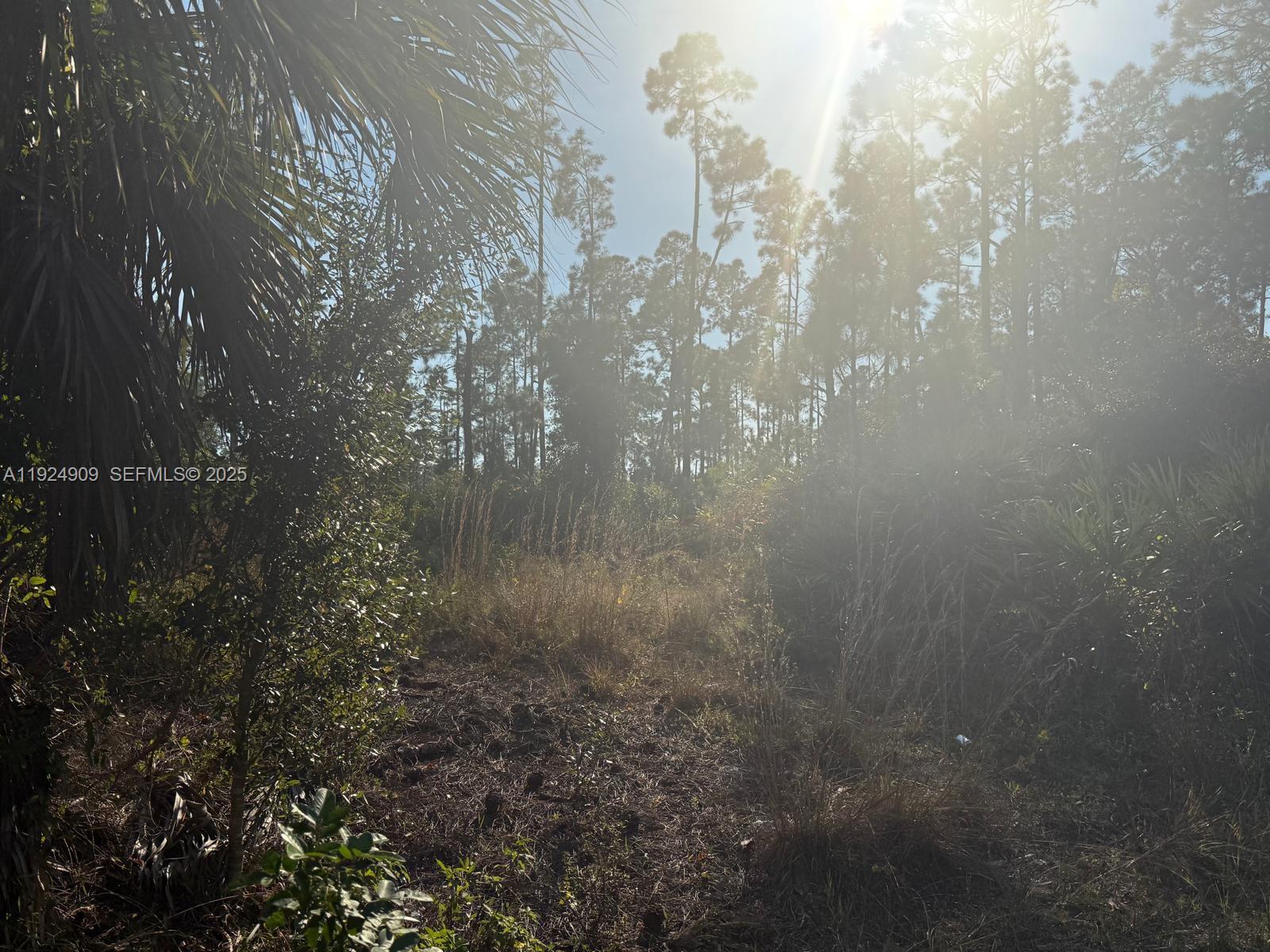 A sunlit, wooded lot features tall pine trees and dense native vegetation — 1088/1090 Ainsworth ST E, Lehigh Acres FL 33974, LEHIGH ACRES, FL