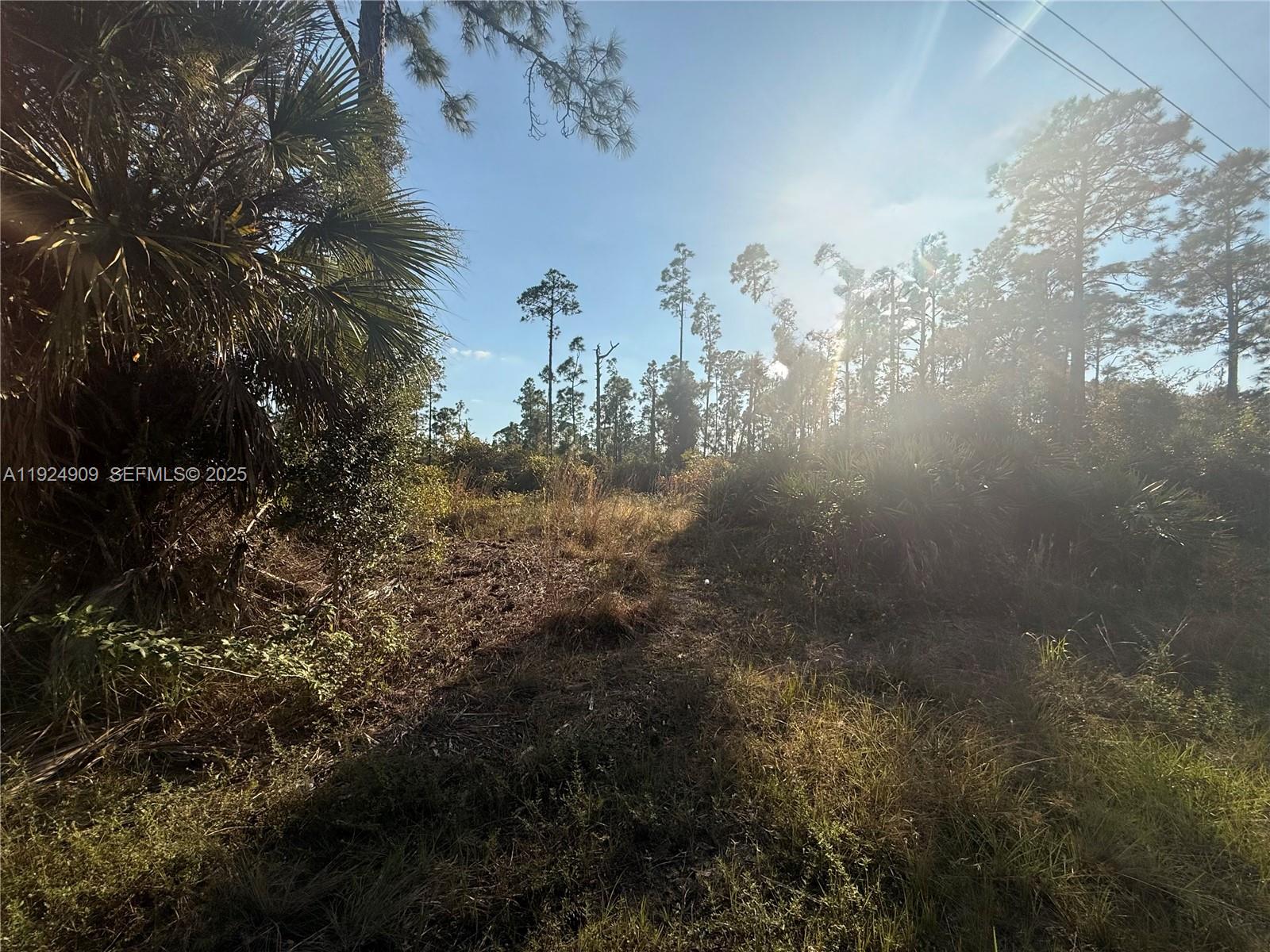 A view of a grassy, undeveloped lot with scattered trees and dense vegetation — 1088/1090 Ainsworth ST E, Lehigh Acres FL 33974, LEHIGH ACRES, FL