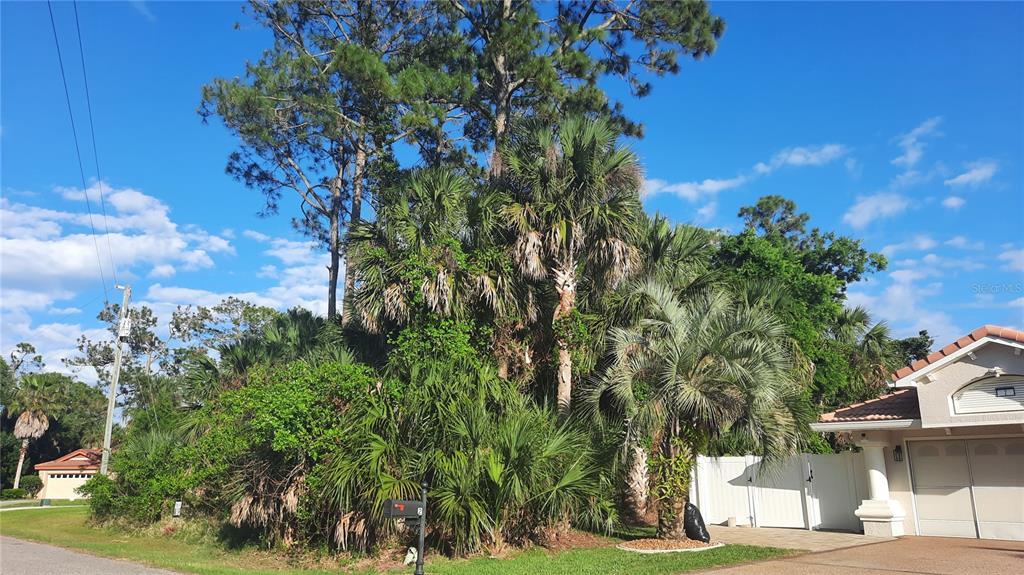 A residential exterior view featuring a dense cluster of palm trees and tall pine trees — 4 COVENTRY PLACE, PALM COAST, FL