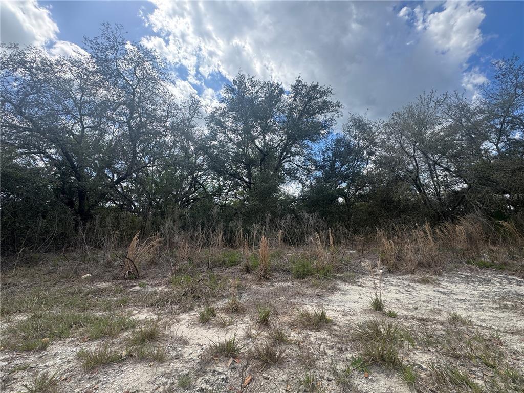 A sandy, undeveloped lot features patches of dry grass and a dense line of trees — tbd SE 131ST TERRACE, DUNNELLON, FL