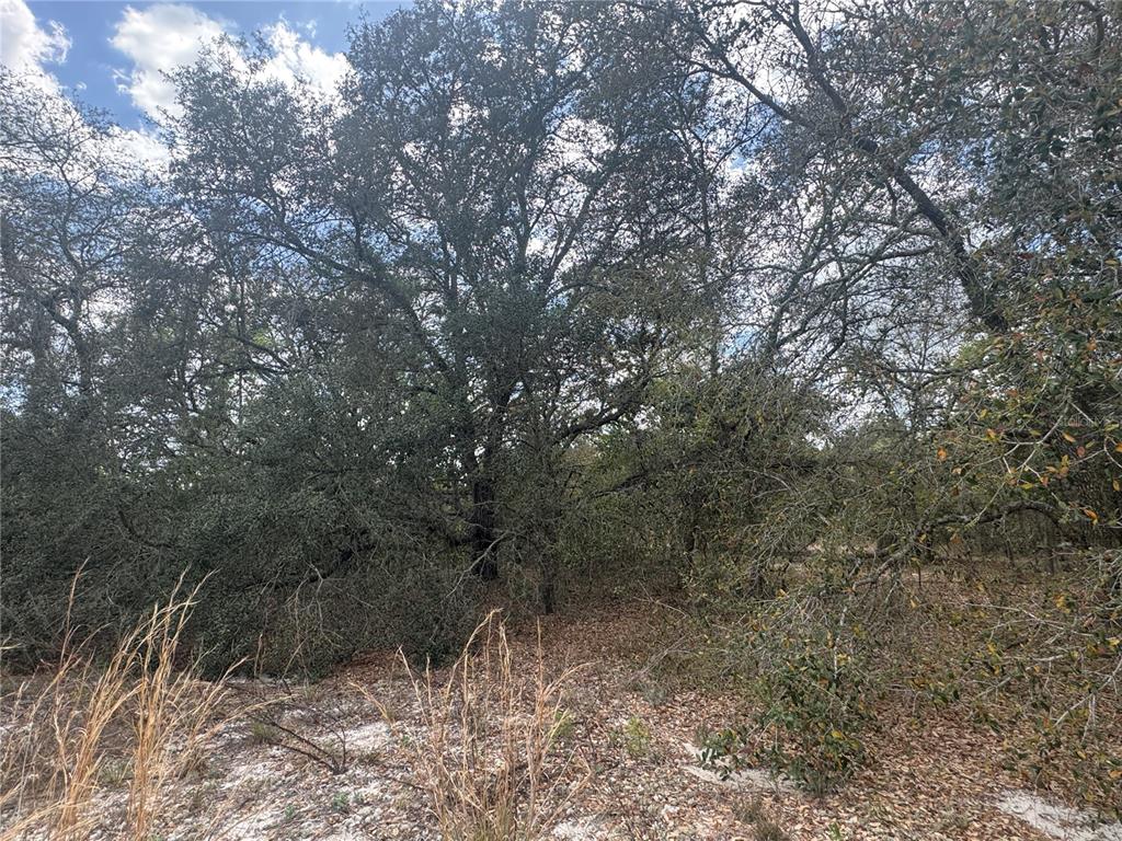 A wooded lot features mature oak trees and sandy ground under a partly cloudy sky — tbd SE 131ST TERRACE, DUNNELLON, FL