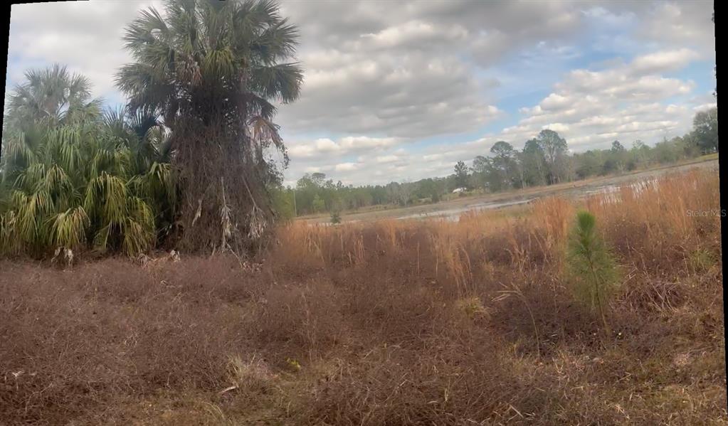 A view of a grassy, overgrown field with a large palm tree and distant trees — 44750 MISTY ISLE DRIVE, DELAND, FL