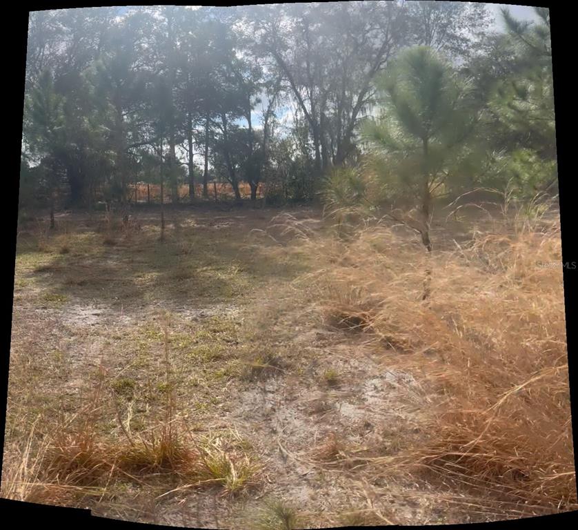 A view of a grassy, partially wooded vacant lot with scattered pine trees and brush — 44750 MISTY ISLE DRIVE, DELAND, FL