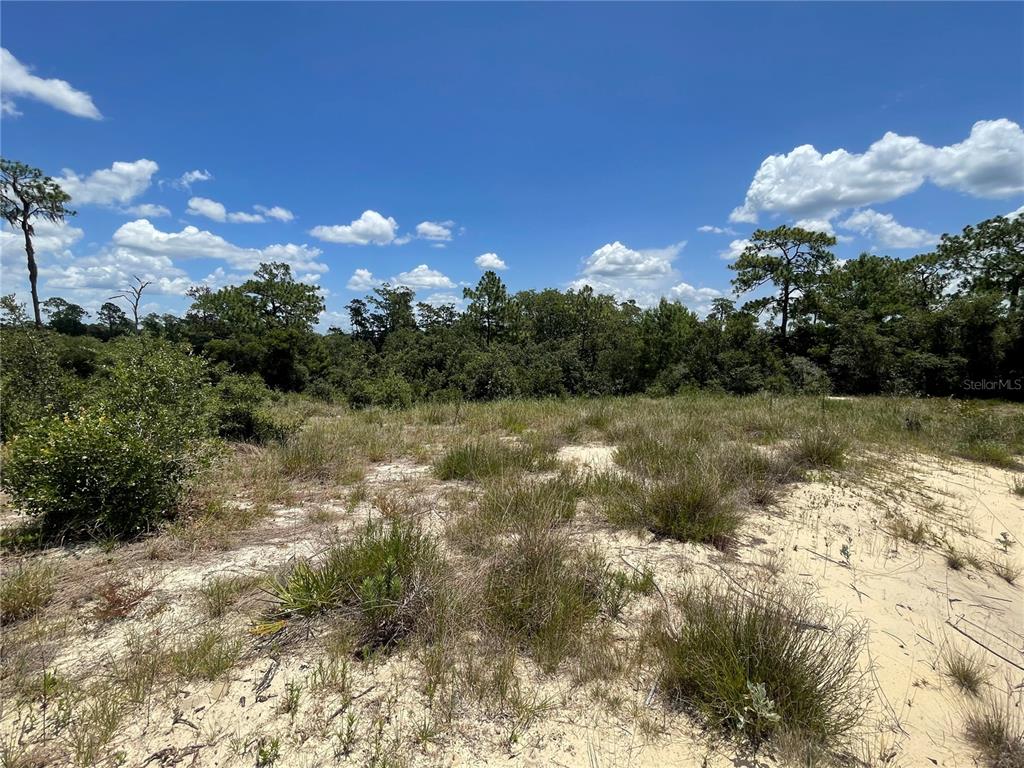 A sandy, grass-covered vacant lot with a dense treeline under a bright blue sky — 1342 HOMOSASSA COURT, POINCIANA, FL