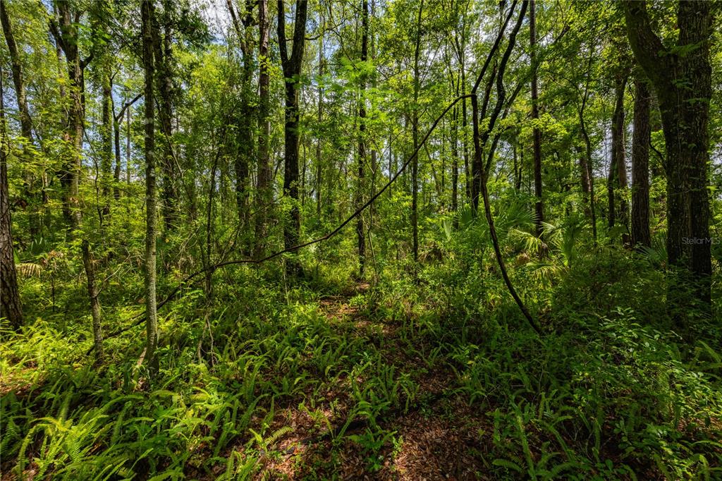 A dense, sunlit forest with tall trees, lush green ferns, and thick undergrowth — 0000 NW 34TH STREET, GAINESVILLE, FL