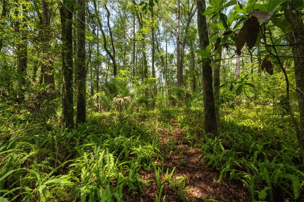 A dense forest landscape features tall trees, lush green ferns, and small palm plants — 0000 NW 34TH STREET, GAINESVILLE, FL