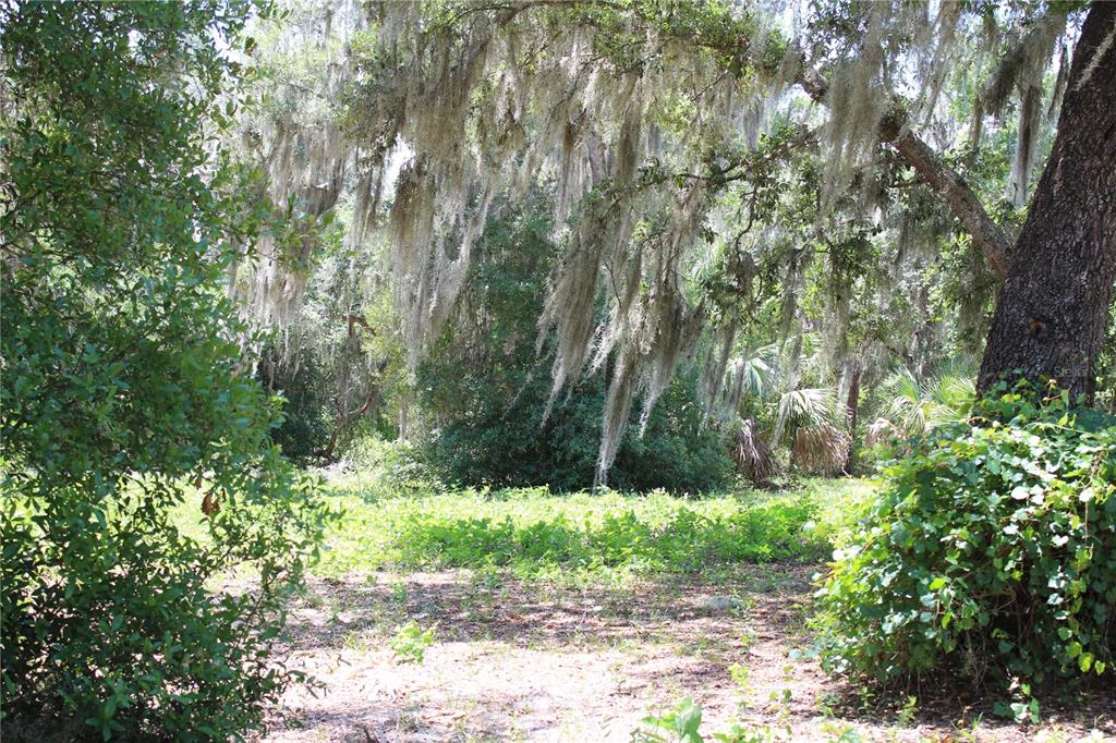 A wooded lot with large oak trees draped in Spanish moss and low-lying green vegetation — 3117 BRIGHT LAKE CIRCLE lot 63, GROVELAND, FL