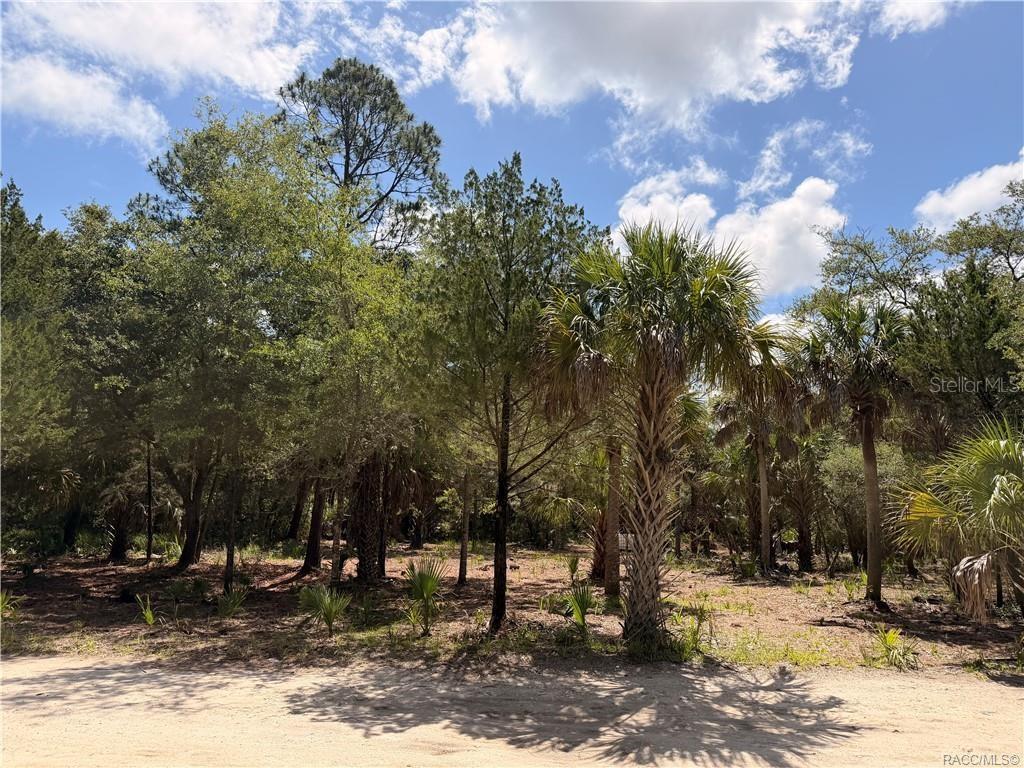 A wooded lot with various trees and palms sits along a dirt road — 11345 N MOONLIGHT TERRACE, INGLIS, FL