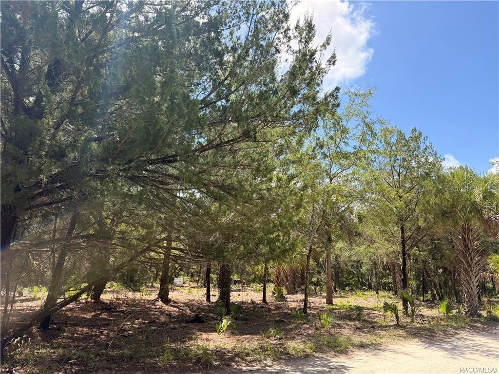 A wooded lot with scattered trees and low-lying vegetation under a blue sky — 11345 N MOONLIGHT TERRACE, INGLIS, FL