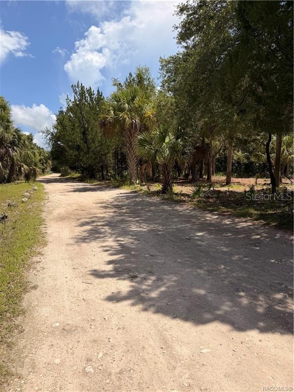 A dirt road winds through a wooded area with palm trees and native vegetation — 11345 N MOONLIGHT TERRACE, INGLIS, FL