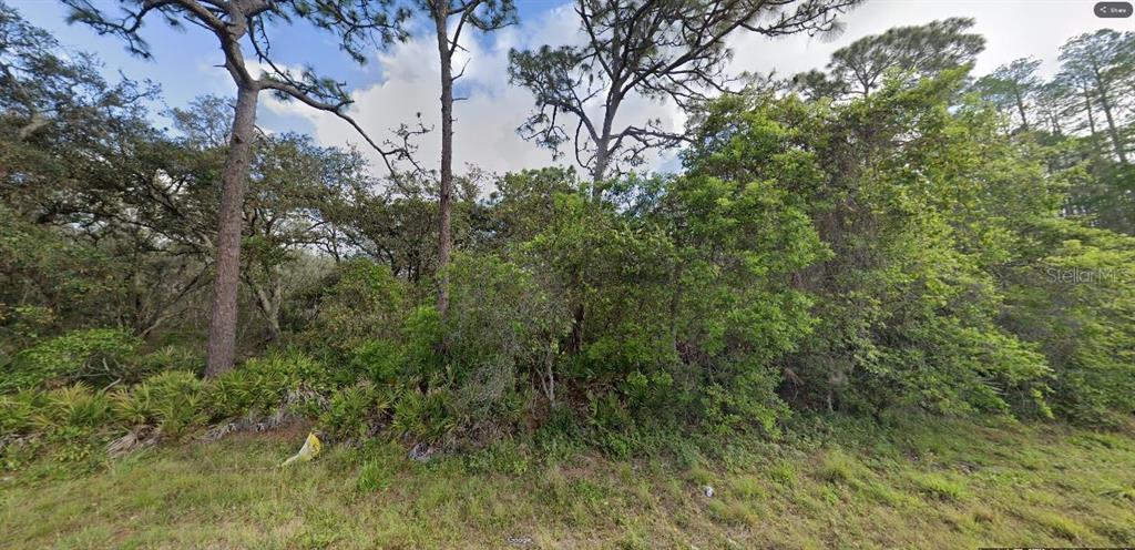 A dense, wooded lot with tall pine trees and thick underbrush under a cloudy sky — DEEN STILL ROAD, POLK CITY, FL