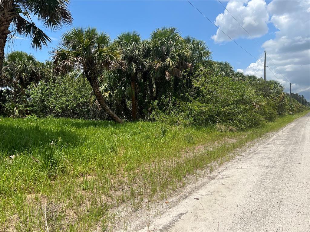 A dirt road runs alongside a grassy lot filled with dense palm trees and vegetation — 3026 SAGE AVENUE SW, PALM BAY, FL