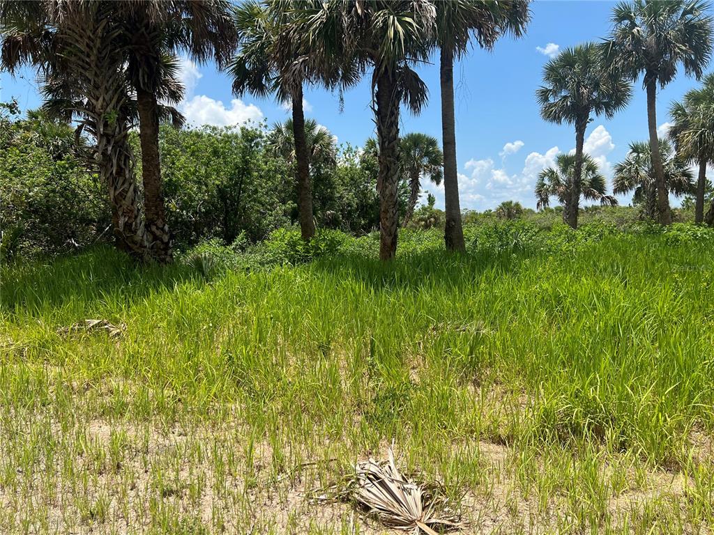 A grassy, undeveloped lot features several tall palm trees under a bright blue sky — 3026 SAGE AVENUE SW, PALM BAY, FL