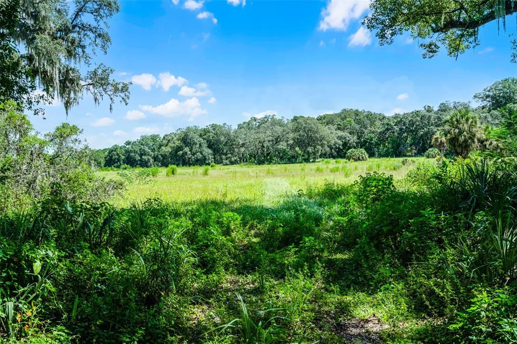 A grassy field surrounded by dense trees and foliage under a bright blue sky — 7466 VIVIAN LANE, ORLANDO, FL