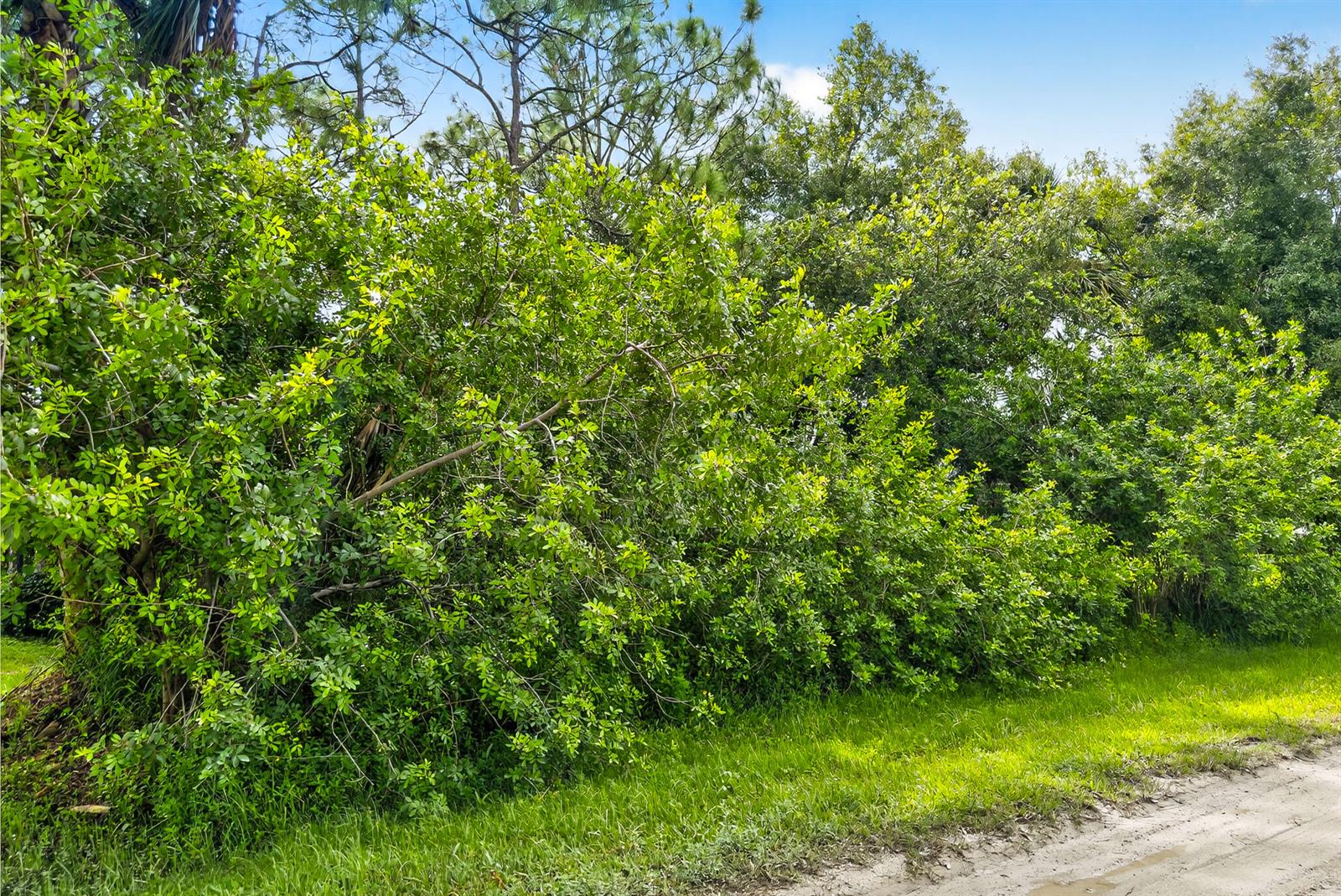 A dense line of green trees and shrubs borders a dirt road under a blue sky — 8156 101st Court, Vero Beach FL 32967, VERO BEACH, FL