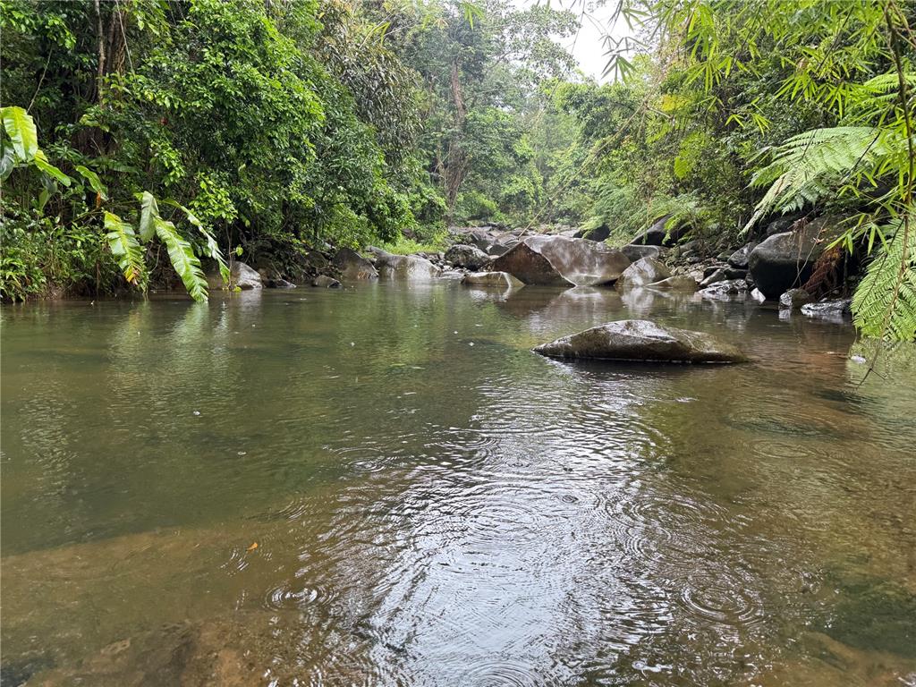 A calm stream flows through a lush, green forest with large rocks along the banks — KM 22.1 PR 186, RIO GRANDE, PR