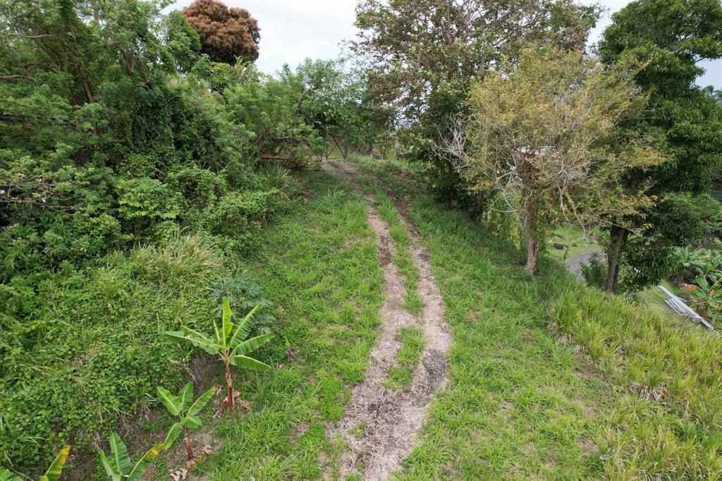 A dirt path leads up a grassy, tree-lined hill on a rural property — KM 22.1 PR 186, RIO GRANDE, PR