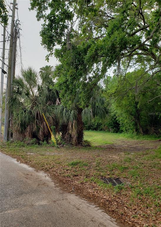 A view of a vacant, wooded lot with palm trees next to a paved road — GROSSE AVENUE, TARPON SPRINGS, FL