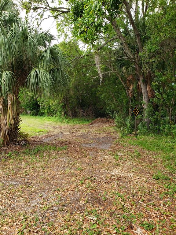 A dirt path leads into a wooded area with a palm tree and road sign — GROSSE AVENUE, TARPON SPRINGS, FL