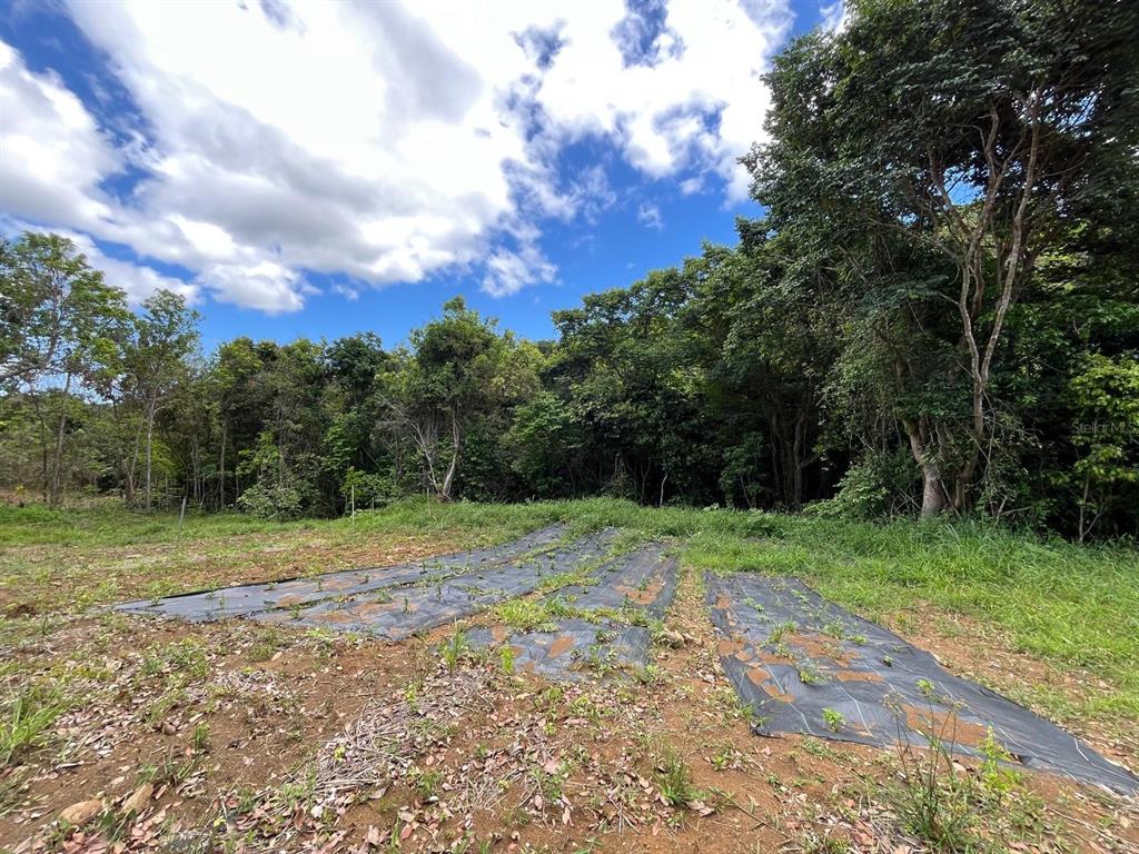 LOT 5 KM 2.5 CARRETERA 856