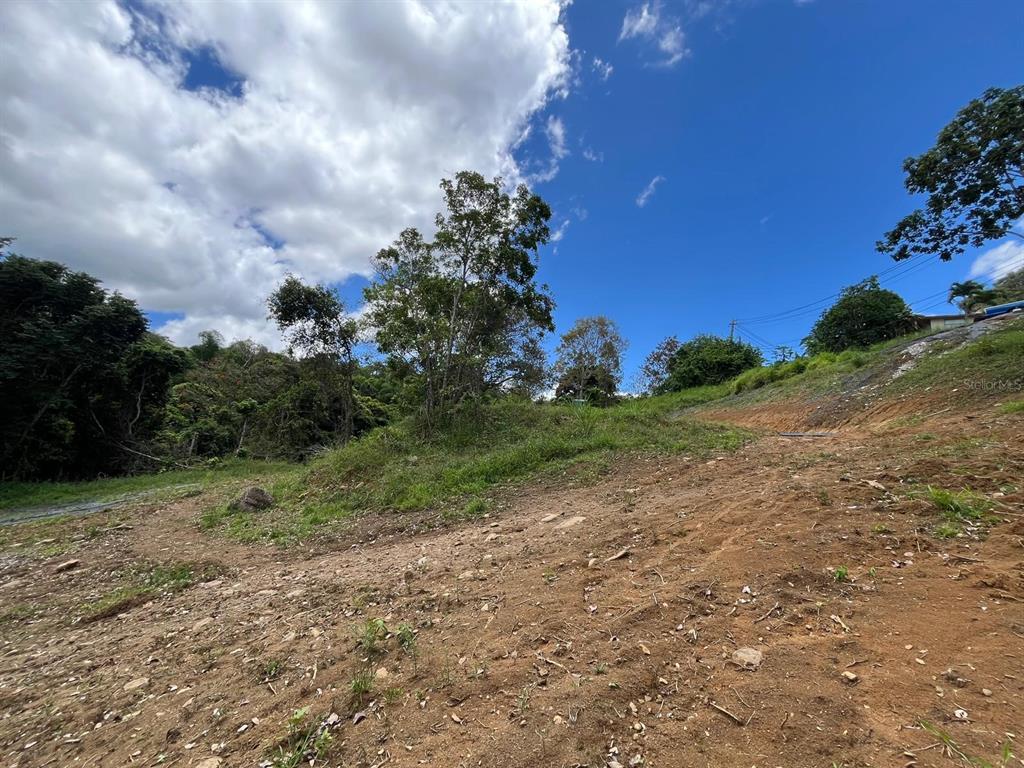 An upward view of a sloped, cleared dirt lot with trees and a blue sky — LOT 5 KM 2.5 CARRETERA 856, CAROLINA, PR