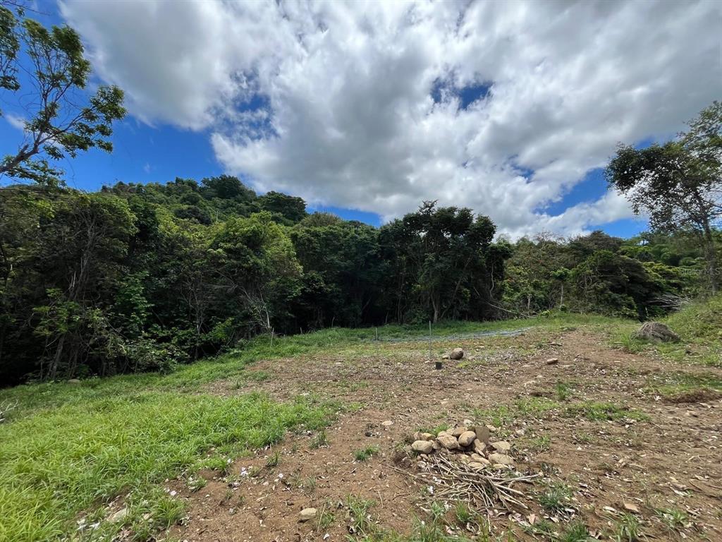 A sloped, partially cleared lot with grass and dirt leads to a dense forest — LOT 5 KM 2.5 CARRETERA 856, CAROLINA, PR
