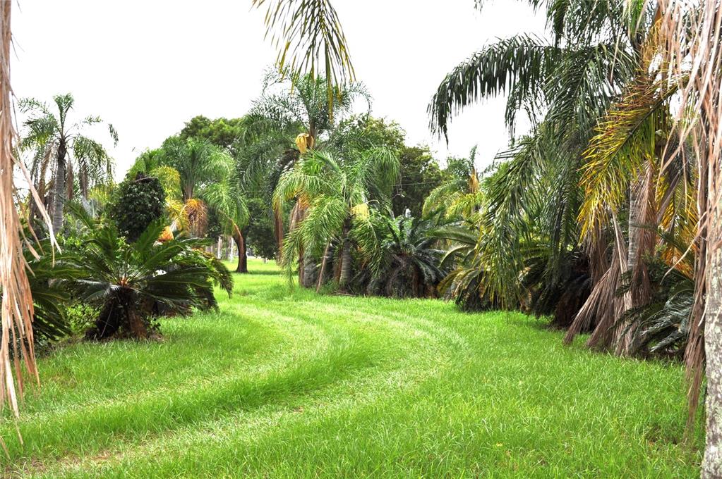 A grassy yard features several palm trees and cycads under a bright, overcast sky — 5170 STAR LINE DRIVE, ST CLOUD, FL