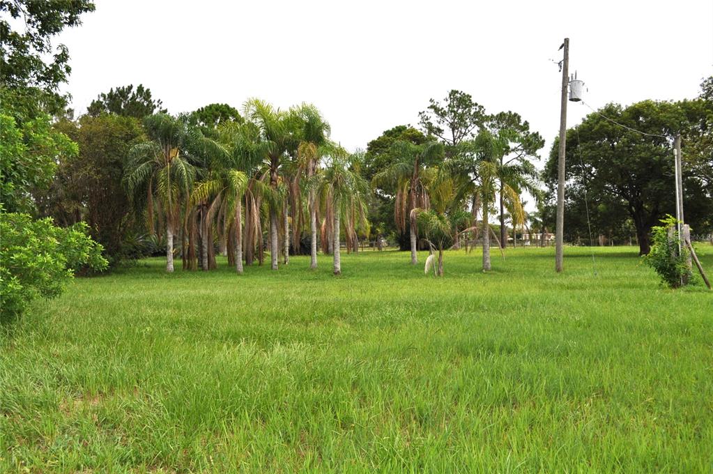 A grassy, open lot features a cluster of palm trees and a utility pole — 5170 STAR LINE DRIVE, ST CLOUD, FL